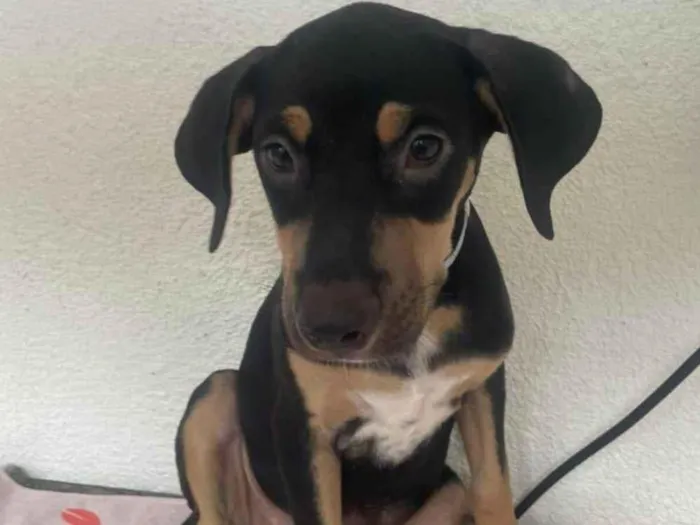 Cachorro ra a SRD-ViraLata idade 2 a 6 meses nome Luck