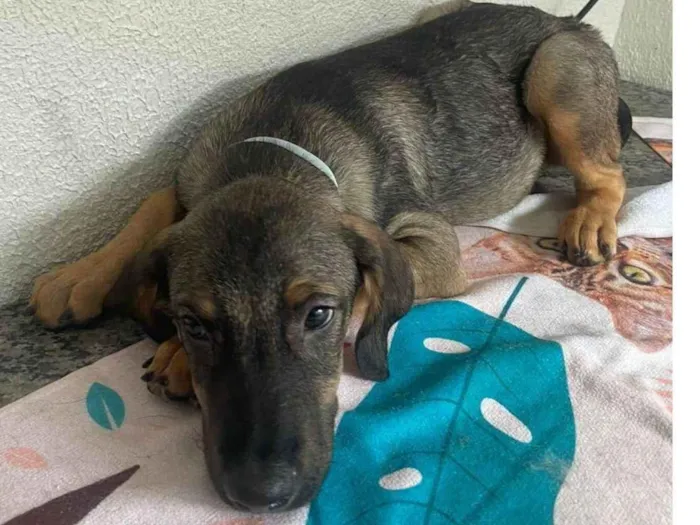 Cachorro ra a SRD-ViraLata idade 2 a 6 meses nome Happy