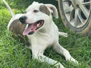 Cachorro raça Pit-Bull idade 2 anos nome Theo 