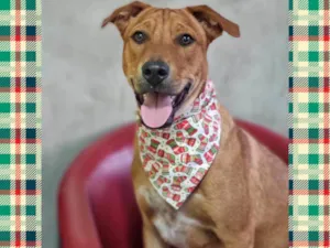 Cachorro raça SRD-ViraLata idade 7 a 11 meses nome LILO