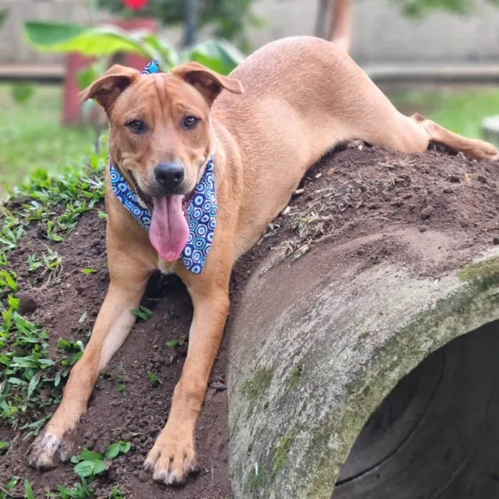 Cachorro ra a SRD-ViraLata idade 7 a 11 meses nome LILO