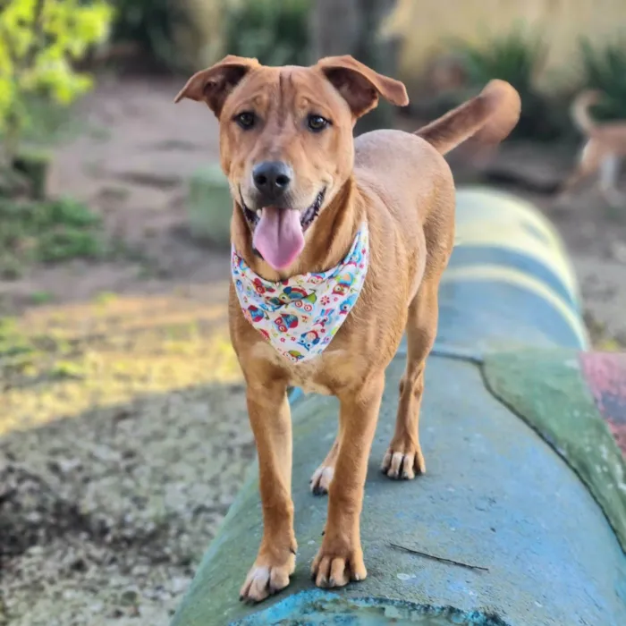 Cachorro ra a SRD-ViraLata idade 7 a 11 meses nome LILO