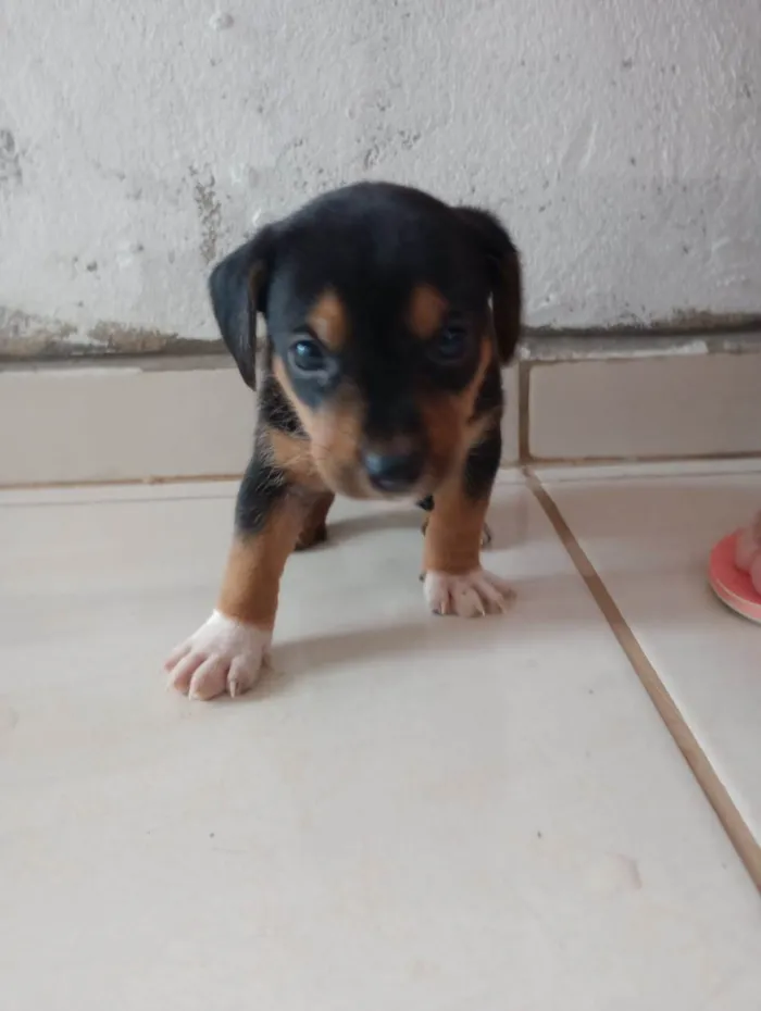Cachorro ra a Srd (pintcher com Srd) idade Abaixo de 2 meses nome Sem nome