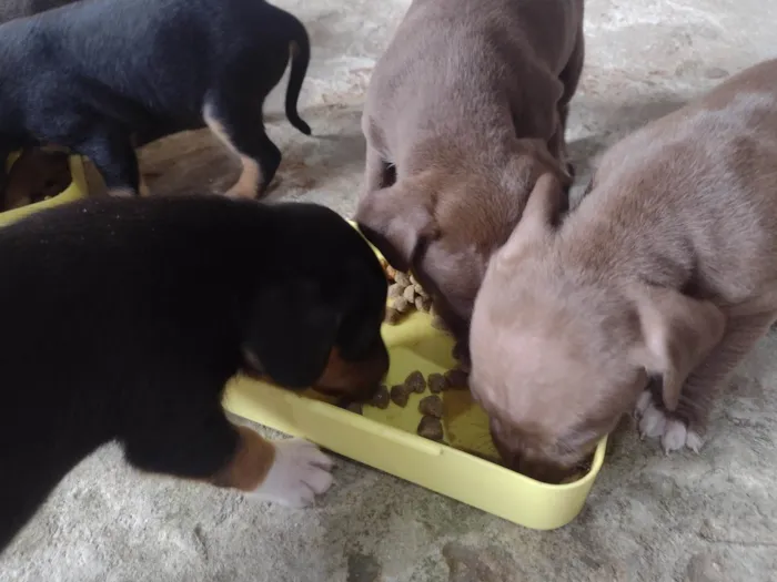 Cachorro ra a Srd (pintcher com Srd) idade Abaixo de 2 meses nome Sem nome