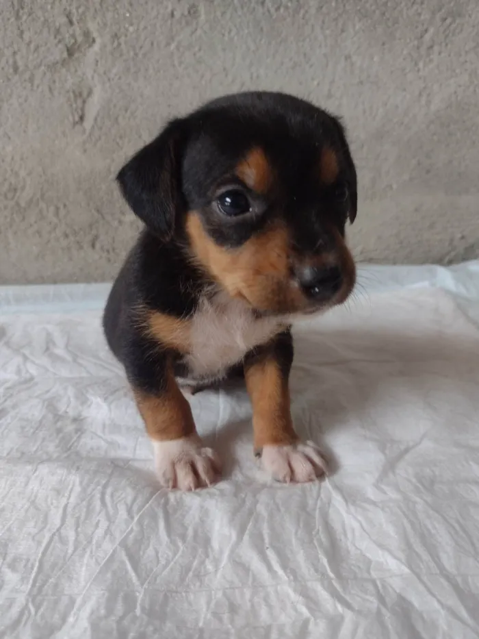 Cachorro ra a Srd (pintcher com Srd) idade Abaixo de 2 meses nome Sem nome