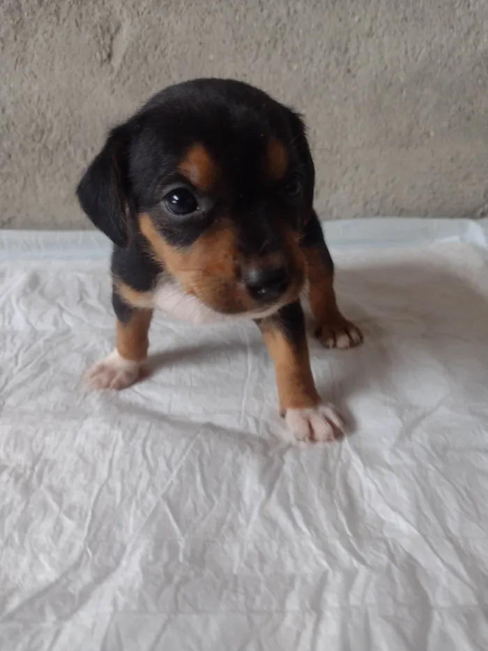 Cachorro ra a Srd (pintcher com Srd) idade Abaixo de 2 meses nome Sem nome