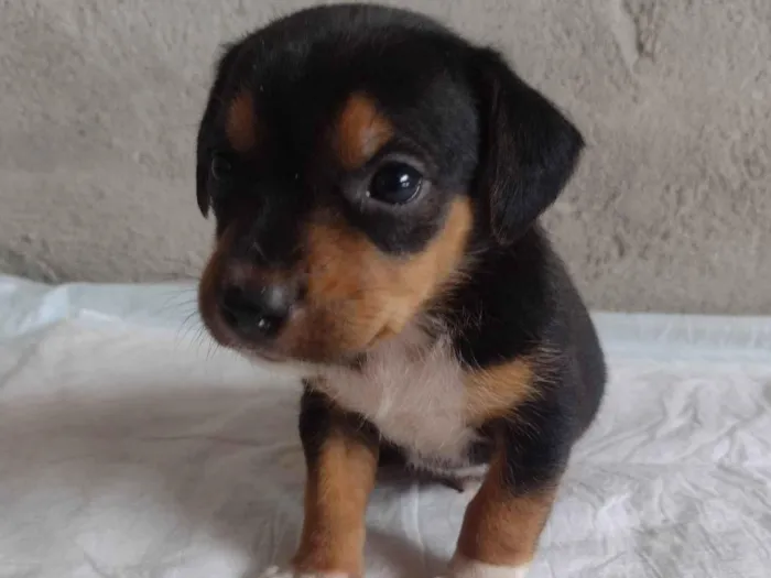 Cachorro ra a Srd (pintcher com Srd) idade Abaixo de 2 meses nome Sem nome