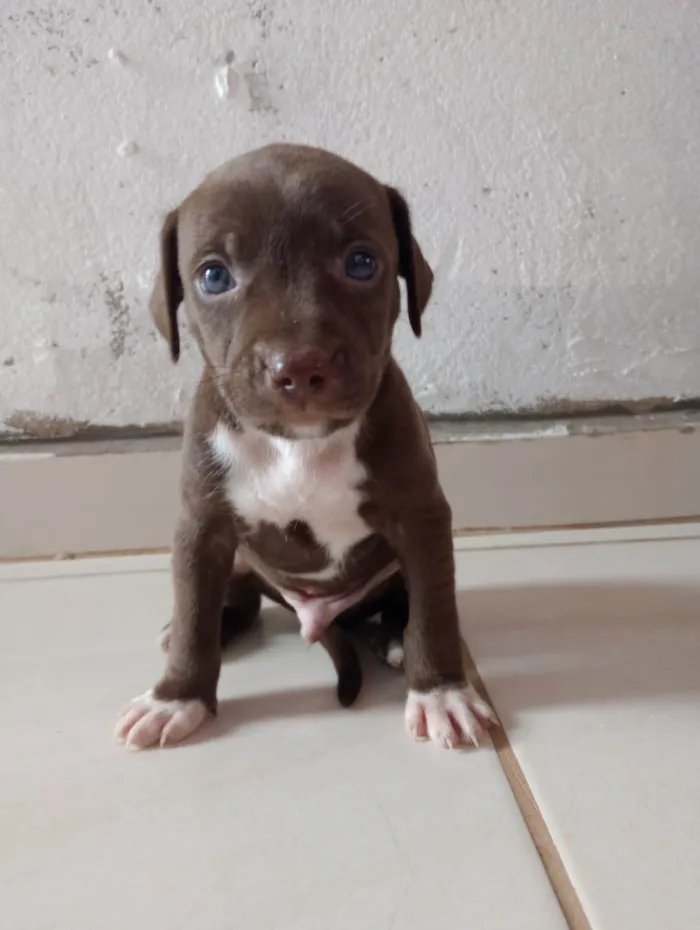 Cachorro ra a Srd (pintcher com Srd) idade Abaixo de 2 meses nome Sem nome