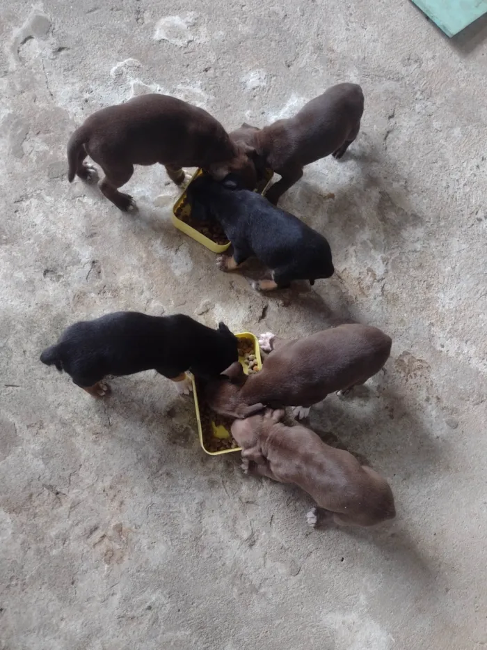 Cachorro ra a Srd (pintcher com Srd) idade Abaixo de 2 meses nome Sem nome