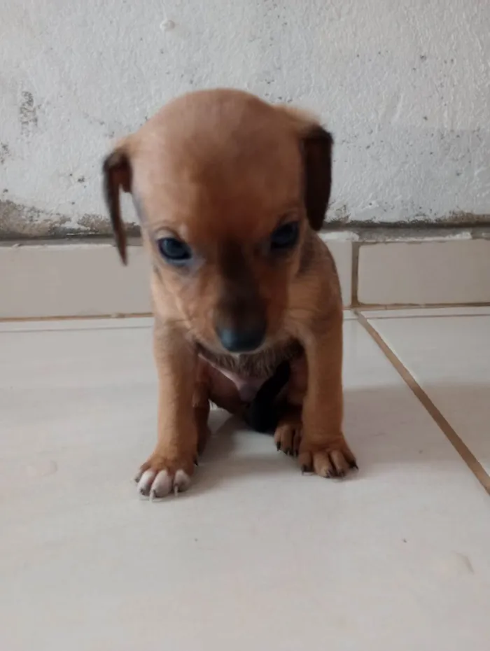 Cachorro ra a Srd (pintcher com Srd) idade Abaixo de 2 meses nome Caramelo