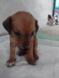 Caramelo
