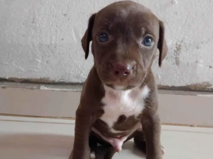 Cachorro ra a Srd (pintcher com Srd) idade Abaixo de 2 meses nome Sem nome