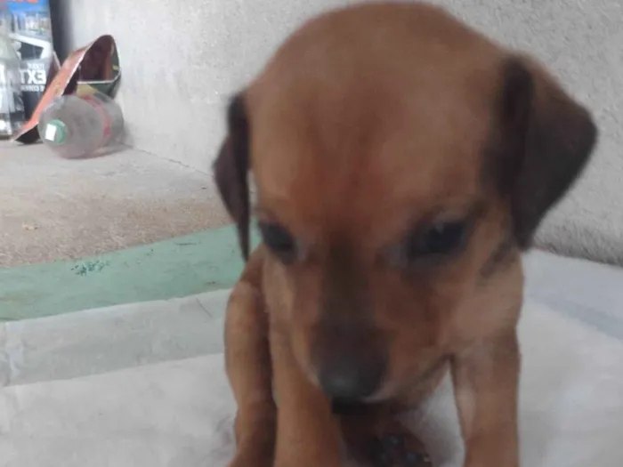 Cachorro ra a Srd (pintcher com Srd) idade Abaixo de 2 meses nome Caramelo