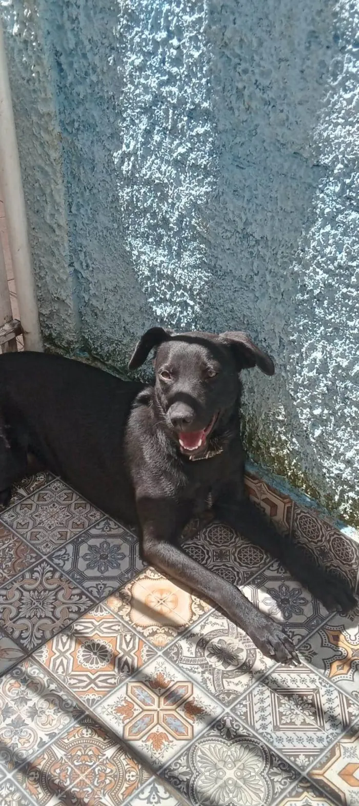 Cachorro ra a SRD-ViraLata idade  nome Caetano