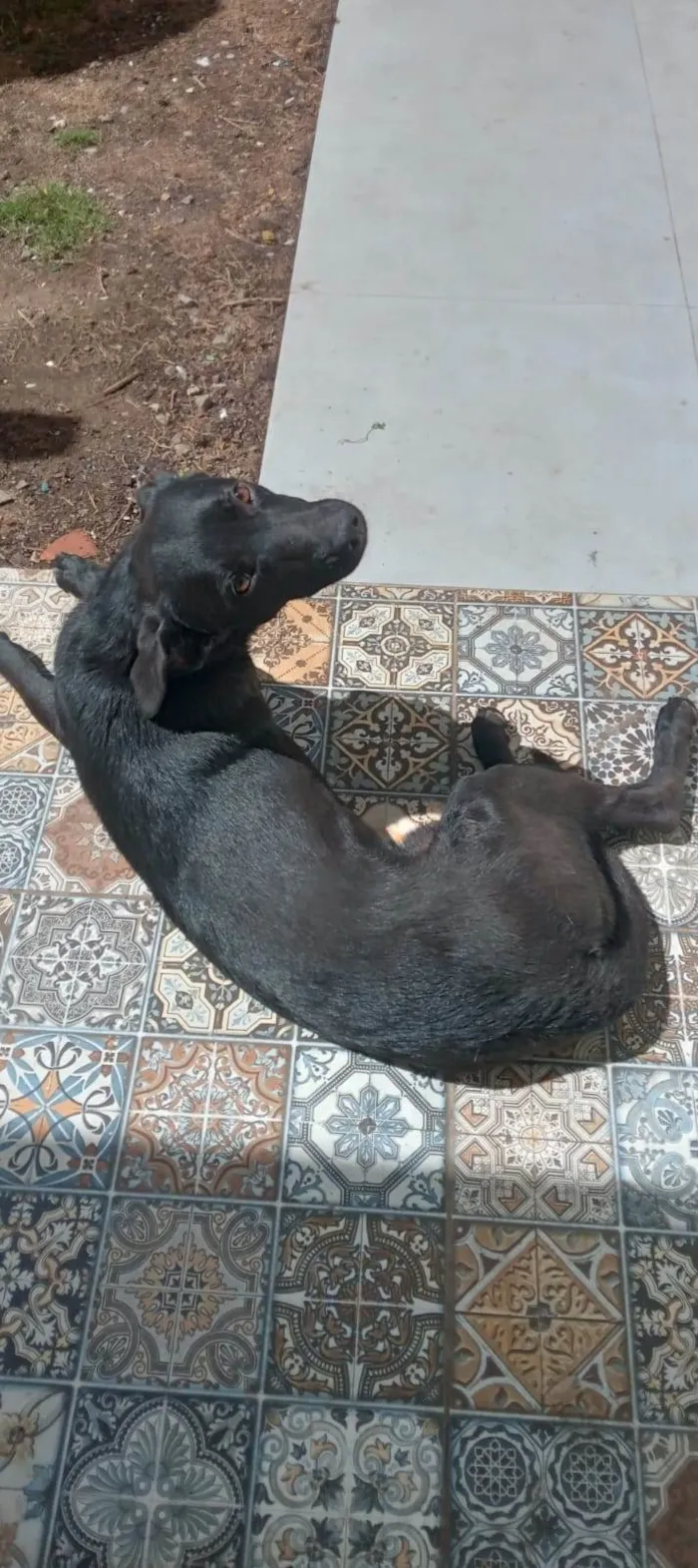 Cachorro ra a SRD-ViraLata idade  nome Caetano