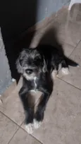 Teddy 