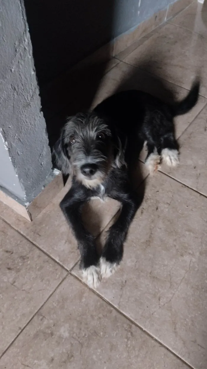 Cachorro ra a SRD  idade 2 a 6 meses nome Teddy 