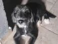 Teddy 