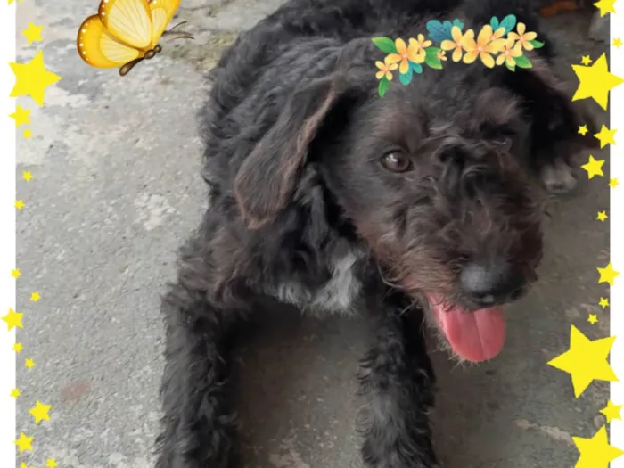 Cachorro ra a SRD-ViraLata idade 7 a 11 meses nome Peludinha