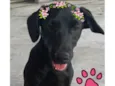 Pretinha