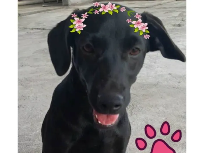 Cachorro ra a SRD-ViraLata idade 7 a 11 meses nome Pretinha