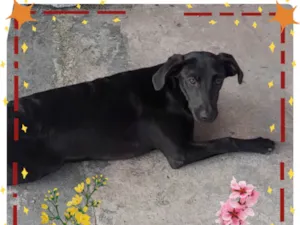 Cachorro raça SRD-ViraLata idade 7 a 11 meses nome Pretinho
