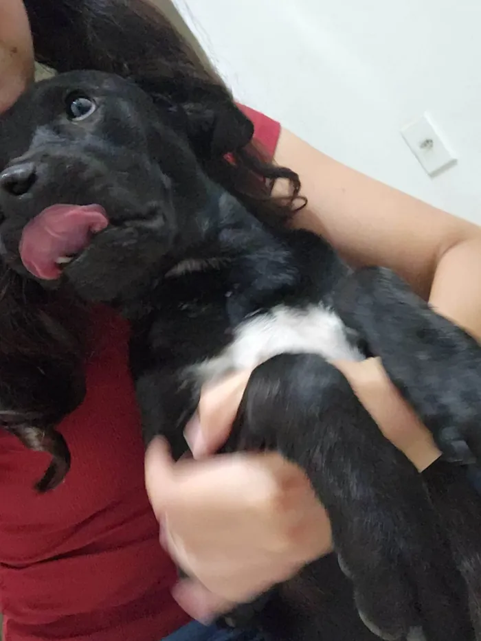 Cachorro ra a SRD-ViraLata idade 1 ano nome Nina