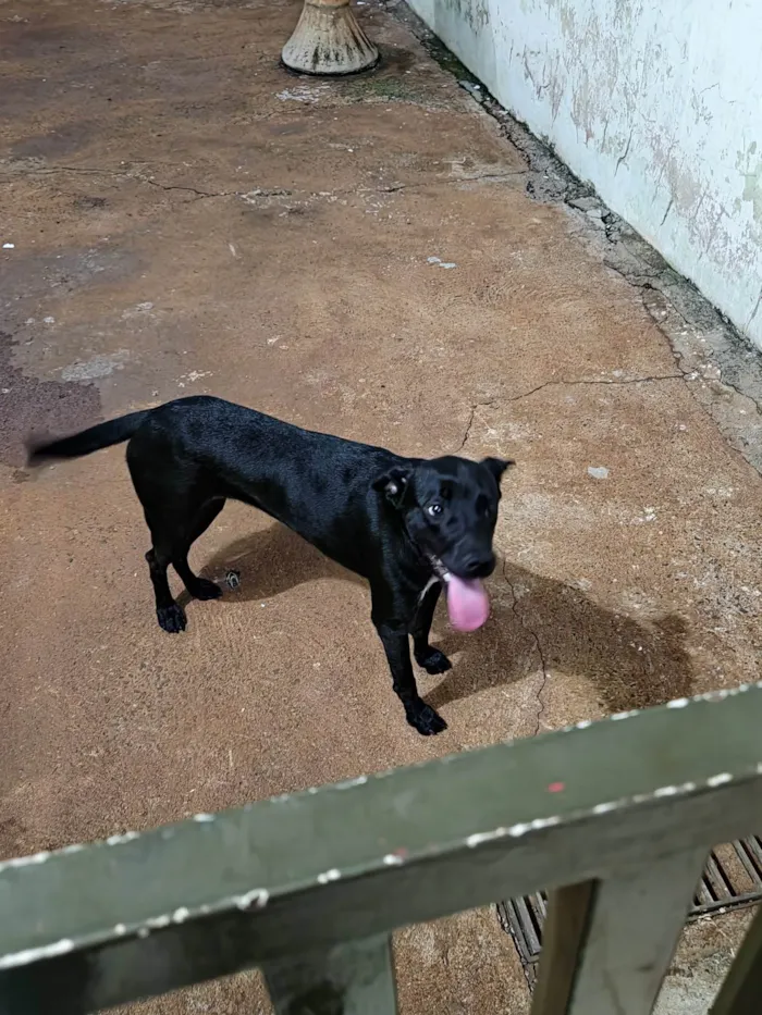 Cachorro ra a SRD-ViraLata idade 1 ano nome Nina