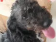Peludinha