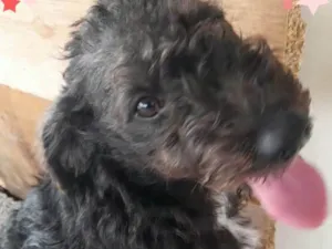 Cachorro raça SRD-ViraLata idade 7 a 11 meses nome Peludinha