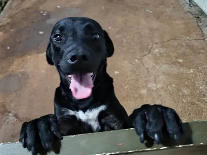 Cachorro ra a SRD-ViraLata idade 1 ano nome Nina