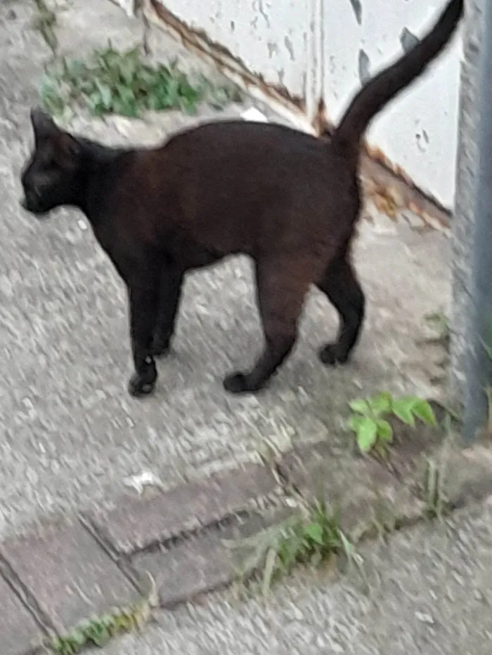 Gato ra a SRD-ViraLata idade 2 a 6 meses nome Neguinha