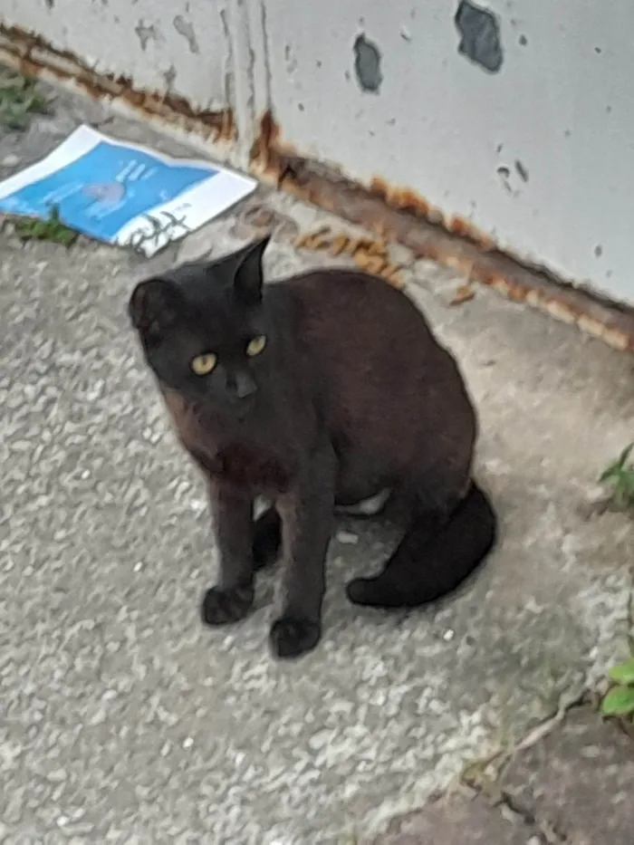 Gato ra a SRD-ViraLata idade 2 a 6 meses nome Neguinha