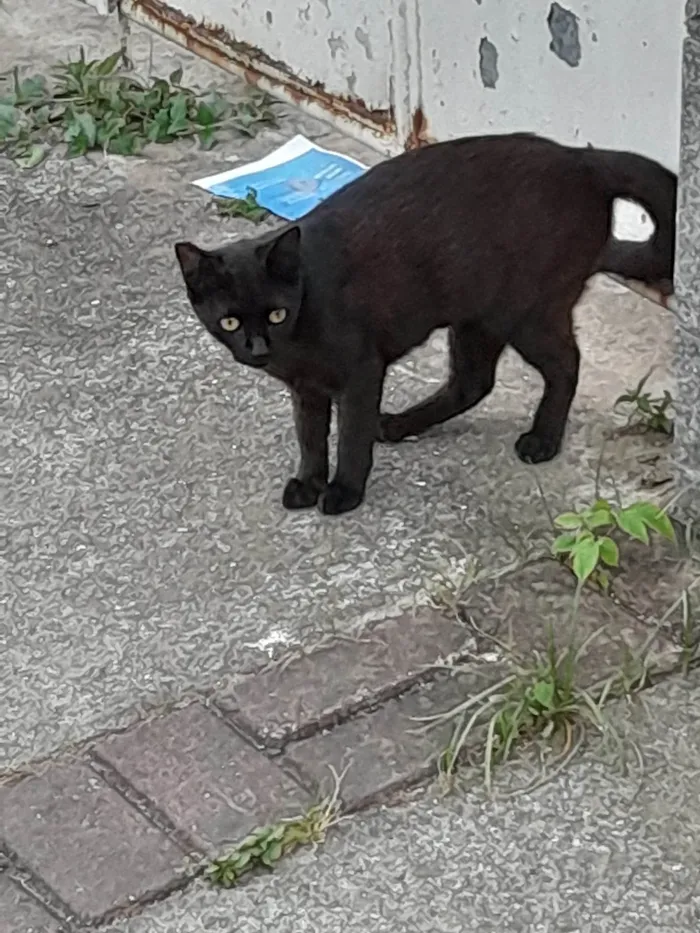 Gato ra a SRD-ViraLata idade 2 a 6 meses nome Neguinha