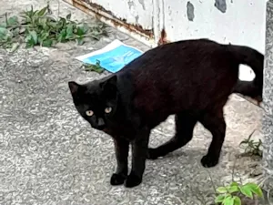 Gato raça SRD-ViraLata idade 2 a 6 meses nome Neguinha