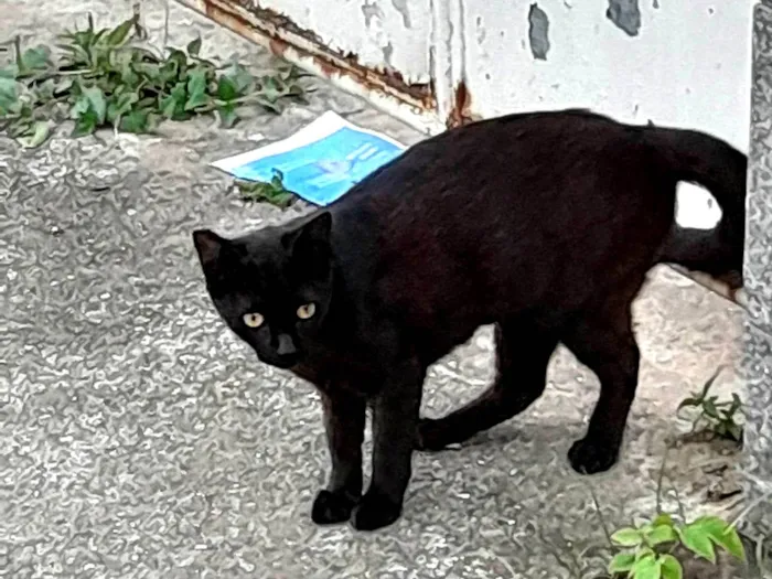 Gato ra a SRD-ViraLata idade 2 a 6 meses nome Neguinha