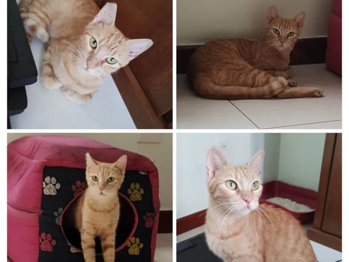 Gato ra a SRD-ViraLata idade 1 ano nome Chica Laranjinha 