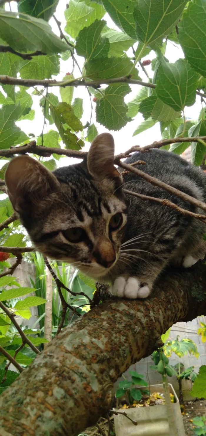 Cachorro ra a SRD-ViraLata idade  nome Lupin