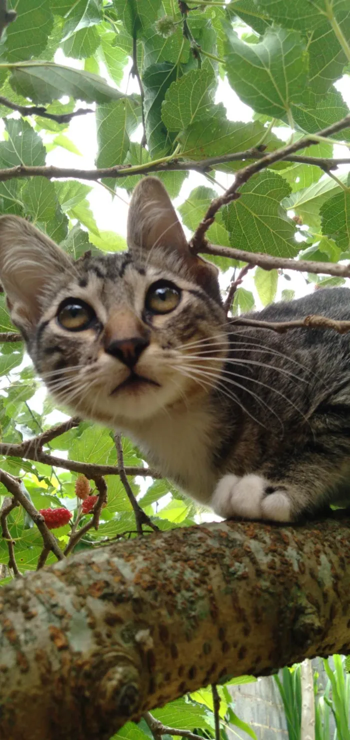 Cachorro ra a SRD-ViraLata idade  nome Lupin