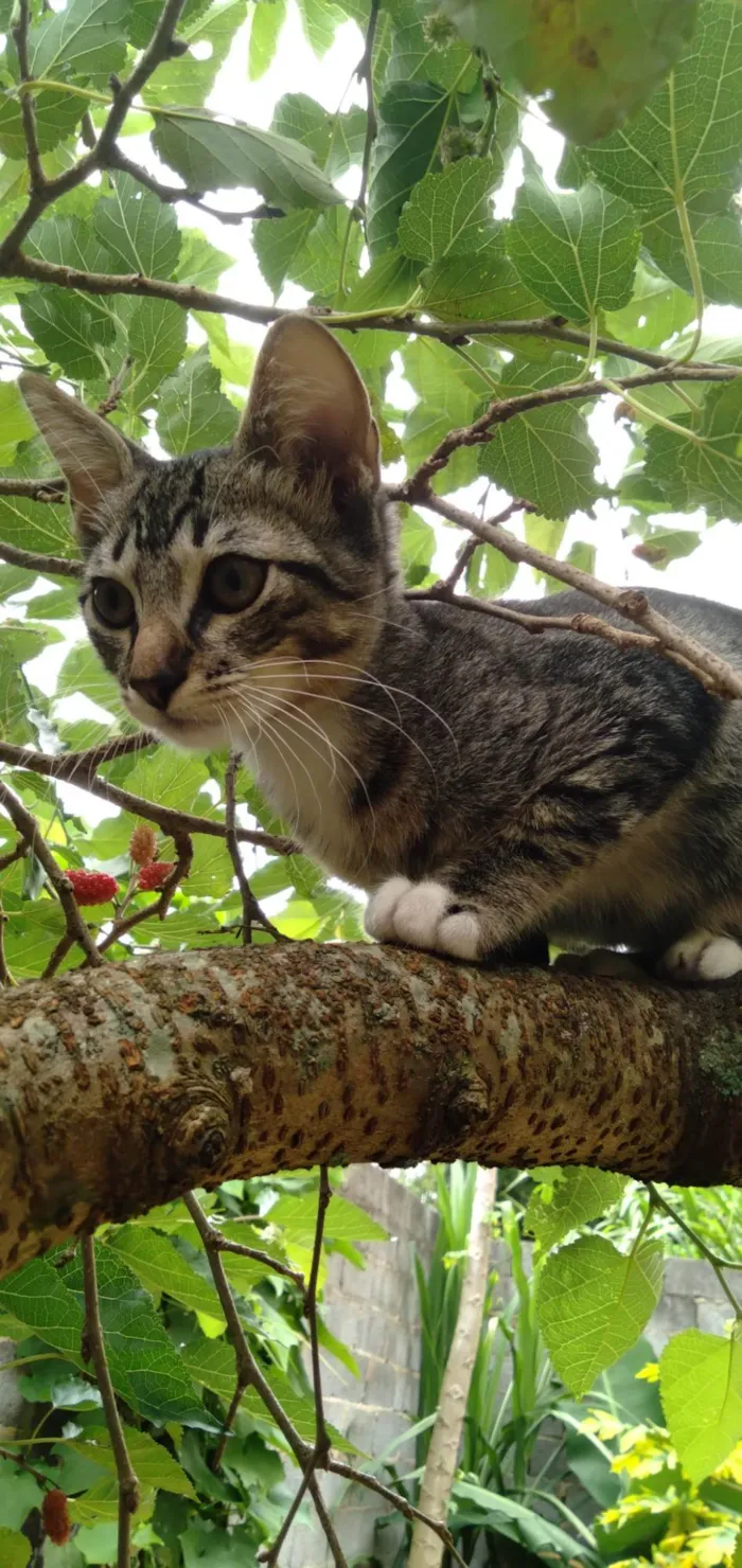 Cachorro ra a SRD-ViraLata idade  nome Lupin