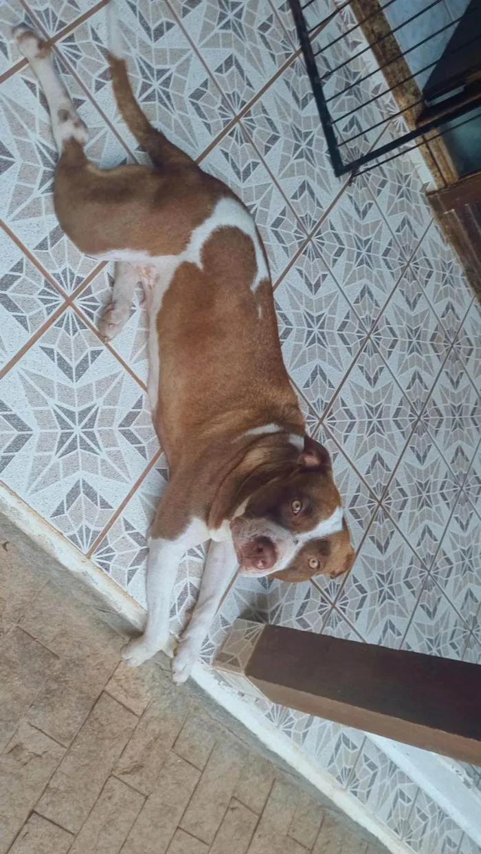 Cachorro ra a Pit-Bull idade 3 anos nome Skay