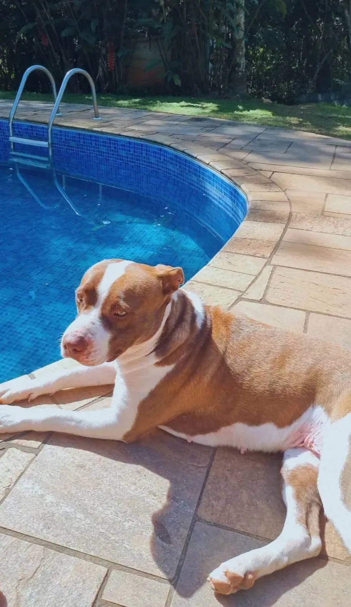 Cachorro ra a Pit-Bull idade 3 anos nome Skay