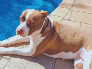 Cachorro raça Pit-Bull idade 3 anos nome Skay