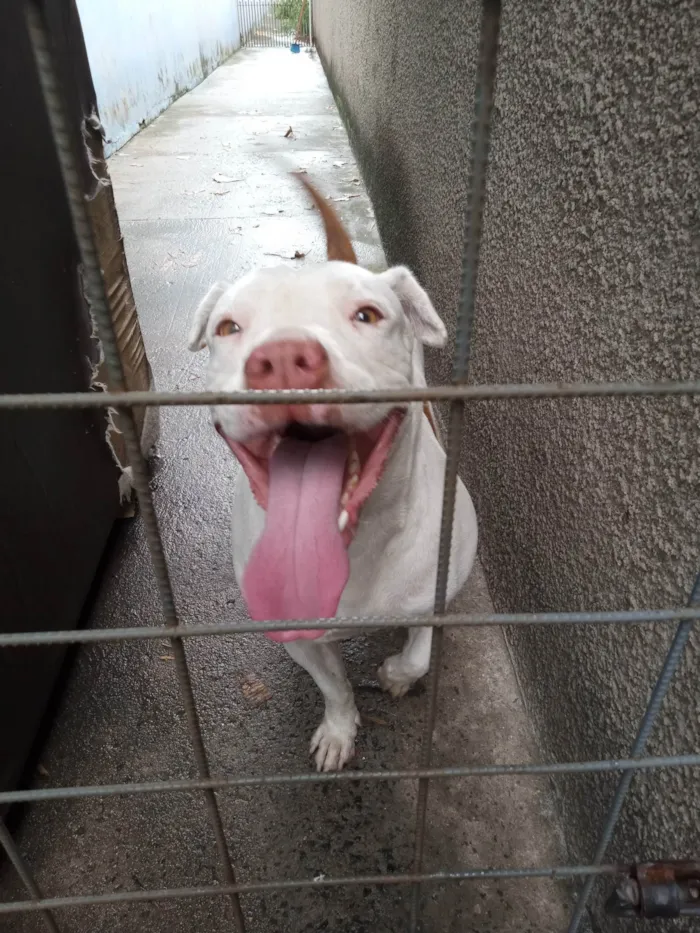 Cachorro ra a Pit Bull  idade 3 anos nome Valentina 