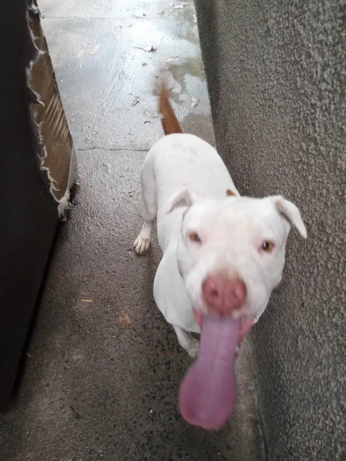 Cachorro ra a Pit Bull  idade 3 anos nome Valentina 