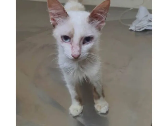 Gato ra a Srd idade 2 a 6 meses nome Lindinha