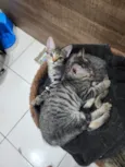 Lily e Lana