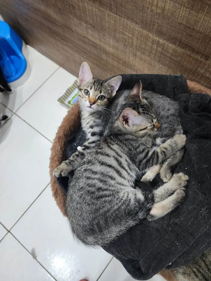 Gato ra a Srd idade 2 a 6 meses nome Lily e Lana