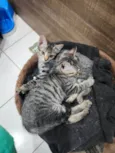 Lily e Lana