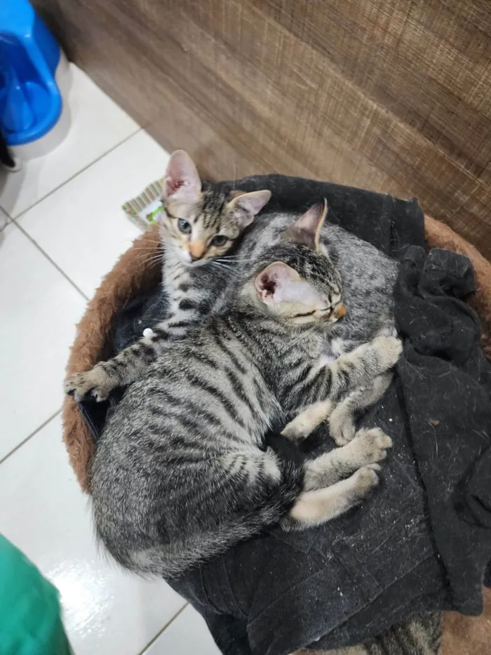Gato ra a Srd idade 2 a 6 meses nome Lily e Lana